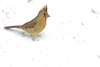 Cardinalis cardinalis